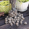 Miniature Skull Figurines for Garden & Bonsai Decor