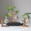 Pots en verre et bois modernes contenant des plantes vertes sur une surface blanche.