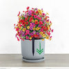 A potted artificial eucalyptus violet flower with vibrant pink, yellow, and red blooms on a gray ceramic pot.