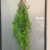 Artificial hanging ivy vine with green leaves displayed in a glass frame.