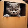 A fluffy gray kitten peeks out of a cardboard box.