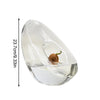 Clear glass vase shaped like an avocado half holding a small green avocado seed.