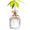 Transparentes Glas-Hydroponik-Topf mit Pflanze, grünen Blättern und einer orangen Frucht über den Wurzeln.