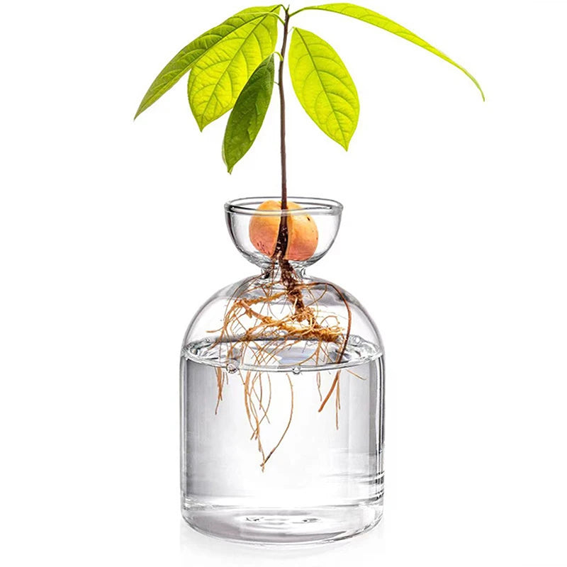 Transparentes Glas-Hydroponik-Topf mit Pflanze, grünen Blättern und einer orangen Frucht über den Wurzeln.