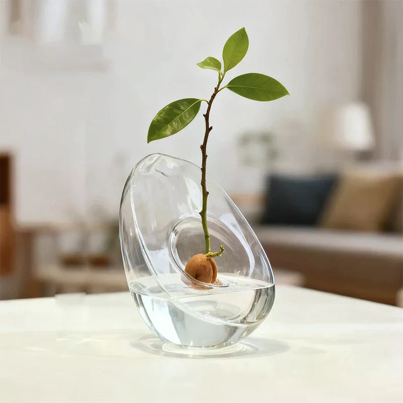 A small avocado seedling growing in water inside a clear glass vase on a white table.
