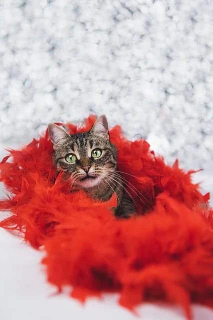 A tabby cat peeking out from a bright red turkey feather boa against a white background.