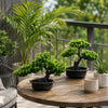 A small artificial bonsai pine tree in a black pot sits on a wooden table outdoors.