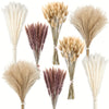 Collection de queues de lapin de pampas séchées dans diverses nuances de beige, brun et crème.