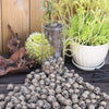 Miniature Skull Figurines for Garden & Bonsai Decor