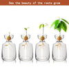 Four glass vases showing avocado roots growing in water, demonstrating the beauty of root growth.