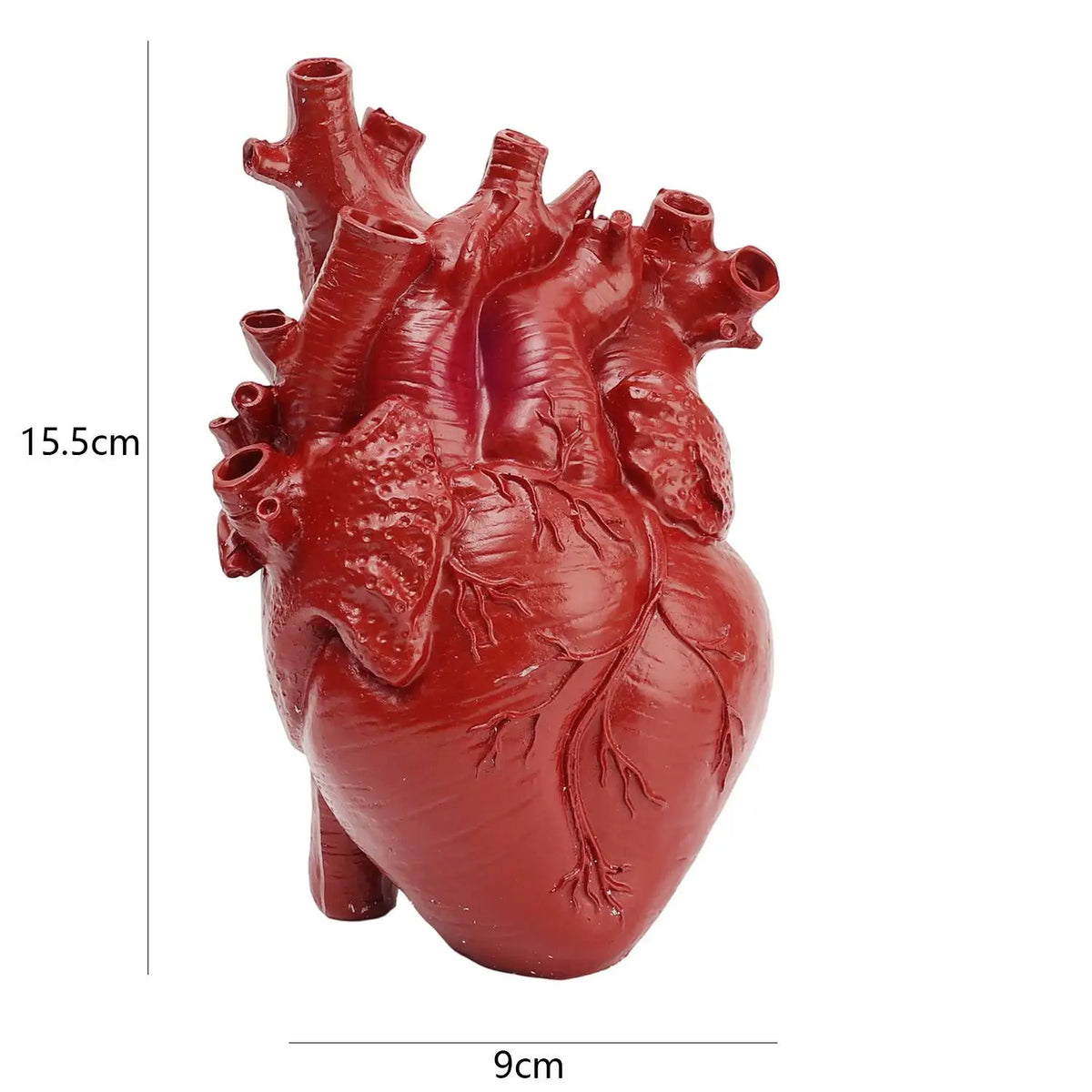 A realistic, red heart-shaped resin model of a human heart with visible arteries and veins.