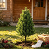 Three artificial pine tree wall stakes planted in soil with pine cones and holiday greenery.