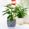 A self-watering transparent flower pot with green leaves and red flowers sits on a white plate.