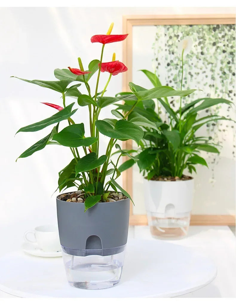 A self-watering transparent flower pot with green leaves and red flowers sits on a white plate.