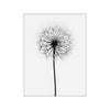 Black and white abstract art of a dandelion seed head against a white background