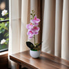 A pink orchid plant in a white pot sits on a wooden table next to a window.