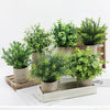 A collection of green eucalyptus potted plants in rustic pots arranged on a wooden tray.