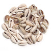Natural Sea Snail Shell Beads for DIY Jewelry Making