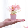 Eine Hand hält eine rosa Topfpflanze mit rosa und gelben Blüten vor weißem Hintergrund.