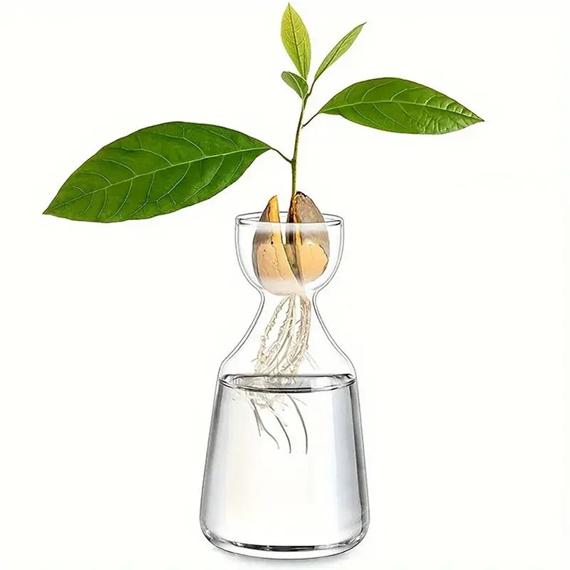 Avocado seed growing kit showing a plant with leaves and roots in a glass vase.