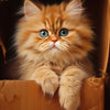 A fluffy orange Persian kitten with bright blue eyes peeks out of a cardboard box.