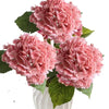 A cluster of large pink hydrangea flowers with lush green leaves.
