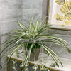 Artificial chlorophytum branch with variegated green and white leaves displayed in a potted plant on a shelf.
