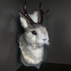 A decorative bunny head with brown antlers and white fur mounted on a dark background.