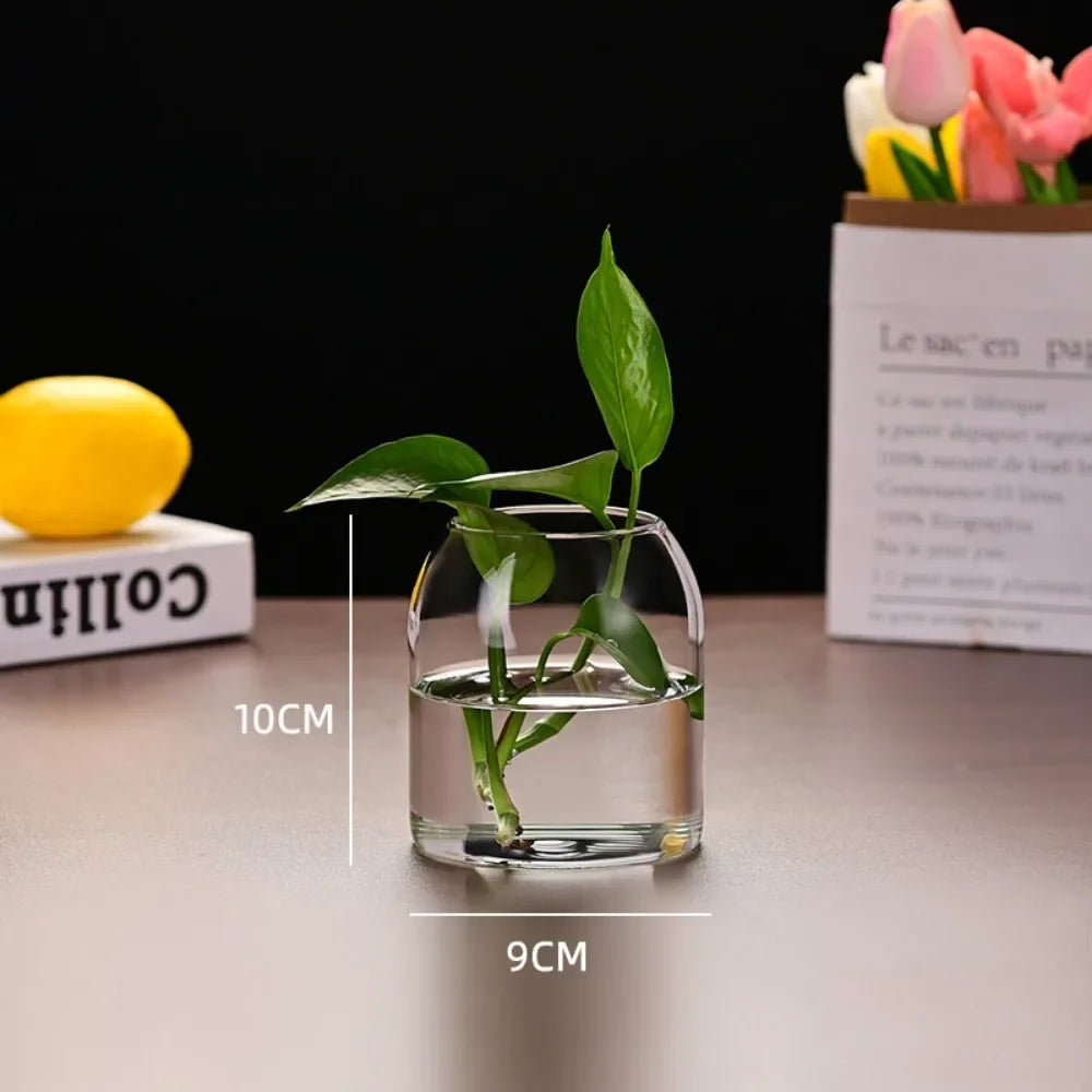 A modern clear glass hydroponic vase containing a green plant on a light-colored surface.