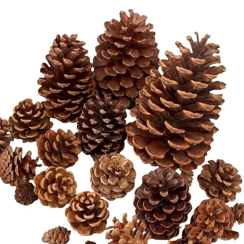 A cluster of natural dried brown pine cones used for Christmas decor and DIY crafts