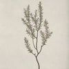 A delicate, fine-branched plant drawn in black ink on light paper.