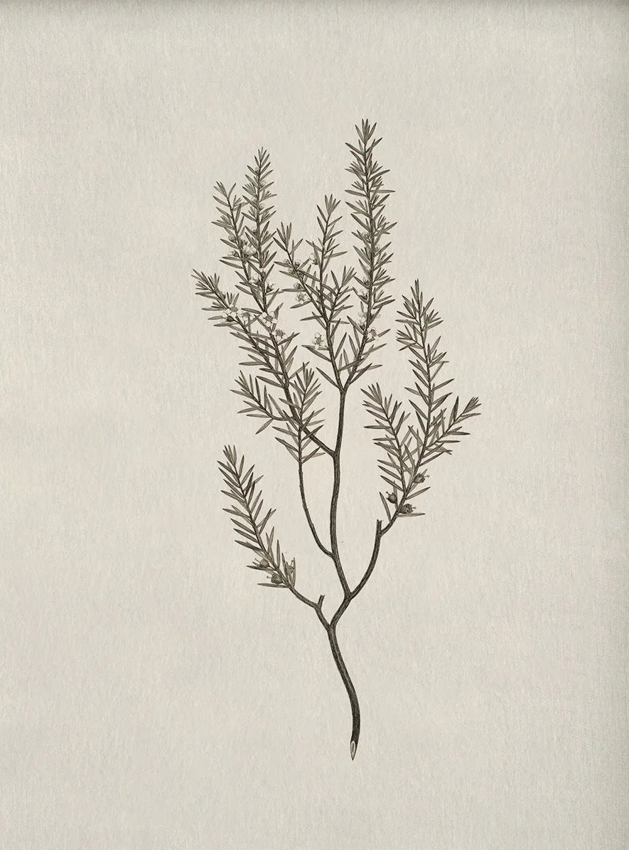 A delicate, fine-branched plant drawn in black ink on light paper.