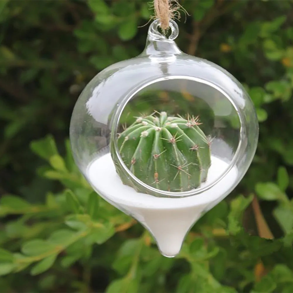 A clear glass hanging planter vase with a succulent plant suspended inside, hanging from a twine loop.