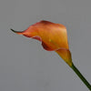 An orange and yellow calla lily flower with a white rim on a green stem.