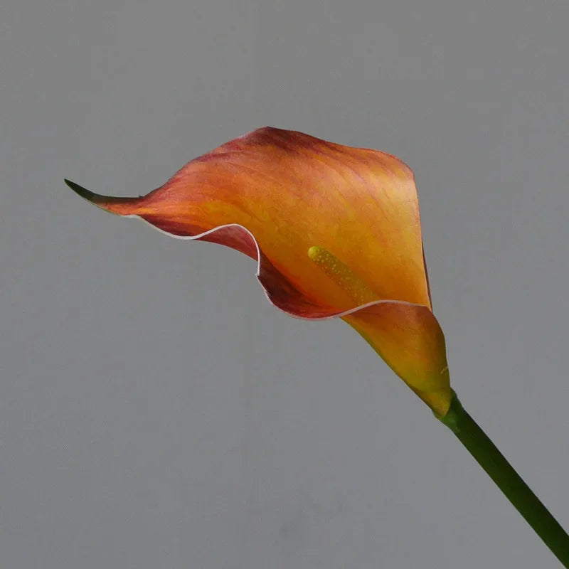 An orange and yellow calla lily flower with a white rim on a green stem.
