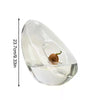 Clear glass vase shaped like an avocado half holding a small brown seed