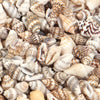 Natural Sea Snail Shell Beads for DIY Jewelry Making