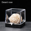 A clear display box holds a rough, light beige desert rose crystal specimen.
