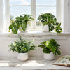 A collection of artificial bonsai succulent plants in white pots displayed on a windowsill.