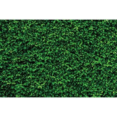 Dense green tropical jungle leaf photography backdrop for parties and studio shoots