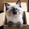 A fluffy, light gray and white kitten with bright blue eyes sits inside a cardboard box.