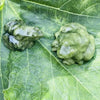 Statue de grenouille de jade verte, petite, posée sur une feuille verte éclatante.