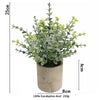 A small, leafy eucalyptus plant in a rustic pot with a natural, muted green color.