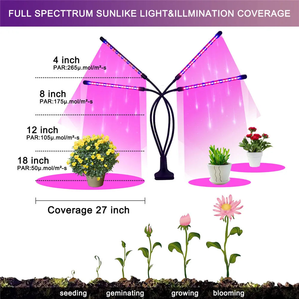 A diagram showing the full spectrum sunlight illumination coverage of a grow light with various inch options and plant growth