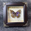A framed piece of art featuring a butterfly specimen with purple and brown wings, set in a dark wooden frame.