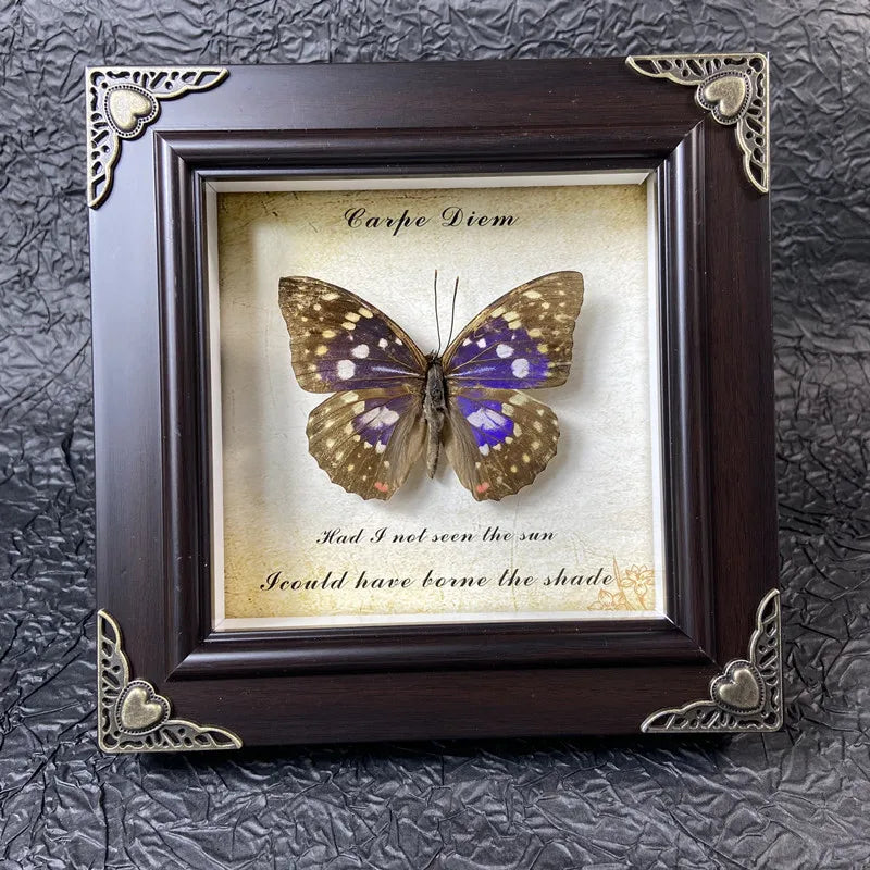 A framed piece of art featuring a butterfly specimen with purple and brown wings, set in a dark wooden frame.