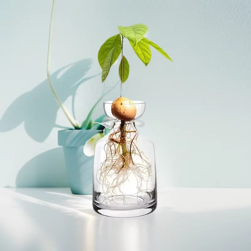 A glass vase holds the roots of an avocado seed plant with a developing fruit above it.