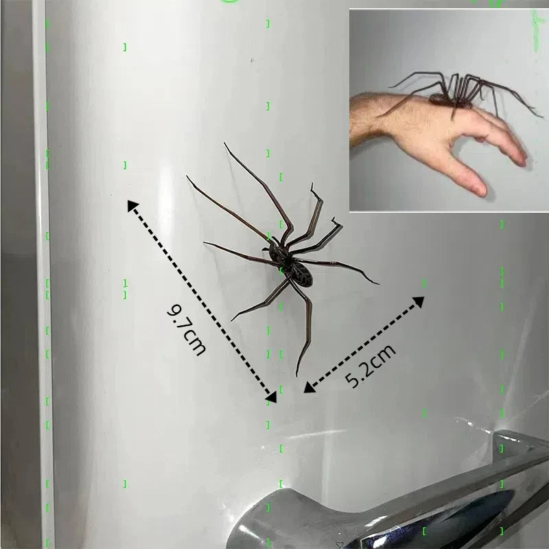 Eine Spinne auf einer weißen Oberfläche mit Maßeinheiten, die ihre Größe anzeigen.