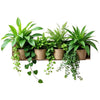 A collection of potted green plants displayed on a wooden shelf.