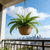Two artificial Persian fern stakes in woven baskets hanging outdoors against a blue sky and city skyline.